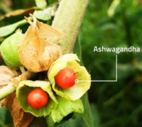 Ashwagandha (Withania Somnifera)